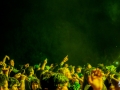 Woodstaco 2017 www.sonidosocultos.com (34)